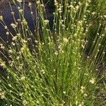 Rhynchospora alba Habit