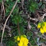 Draba aizoides पत्ता