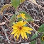 Helianthus tuberosusFlower