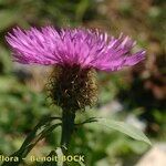 Centaurea jordaniana 花