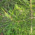 Pinus bungeana List