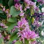Bauhinia variegata Цвят