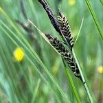 Carex nigra Květ