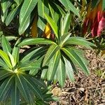 Euphorbia stygiana Hoja