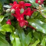 Ochna serrulata Virág