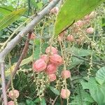 Alchornea cordifolia Fruit