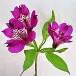 Alstroemeria spp. Floare