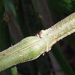Justicia aurea Corteza