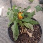 Xerochrysum bracteatum Hoja