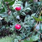 Ruscus aculeatus 葉