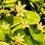 Nymphoides humboldtiana 花