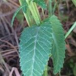 Rhinanthus alectorolophus Folio