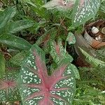 Caladium bicolor Листок