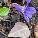Viola reichenbachiana Egyéb