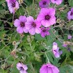 Geranium psilostemon Blomma