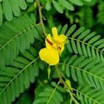 Chamaecrista fasciculata Blatt