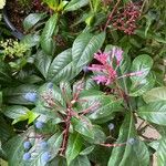 Fuchsia paniculata Květ