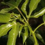 Jatropha gossypiifolia Folha