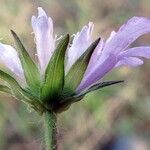 Knautia arvernensis 花