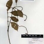 Mendoncia pedunculata