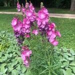 Sidalcea neomexicana Цвят