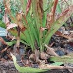 Sarracenia flava Folha