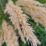 Achnatherum calamagrostis Fruct