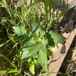 Chenopodiastrum murale Leaf