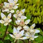 Micranthes stellaris 花