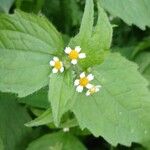 Galinsoga quadriradiata Flower