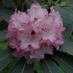Rhododendron beesianum പുഷ്പം