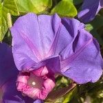 Ipomoea indica Цветок