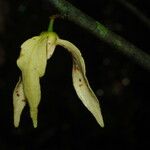 Neostenanthera neurosericea Flower