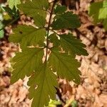 Cardamine chelidonia 葉
