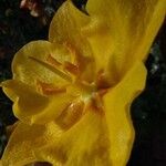 Fremontodendron mexicanum Květ