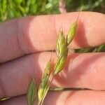 Bromus commutatus Fruit