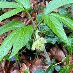 Cardamine enneaphyllos Blüte