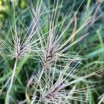 Taeniatherum caput-medusae Likasa