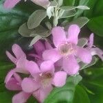 Leucophyllum candidum Flower