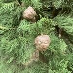 Cupressus sempervirens Folha