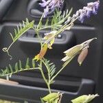 Vicia villosaBloem