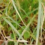 Carex hirta Hoja