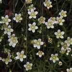 Saxifraga aspera Flower