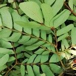 Albizia glaberrima Leaf