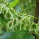 Fallopia dumetorum Fruchs