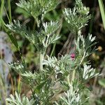 Artemisia vallesiaca Folha