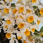 Dendrobium thyrsiflorum Flor