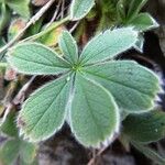 Potentilla nivalis Levél