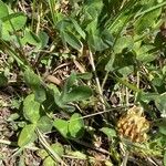 Trifolium ochroleucon Leaf