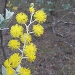 Acacia podalyriifolia Flower